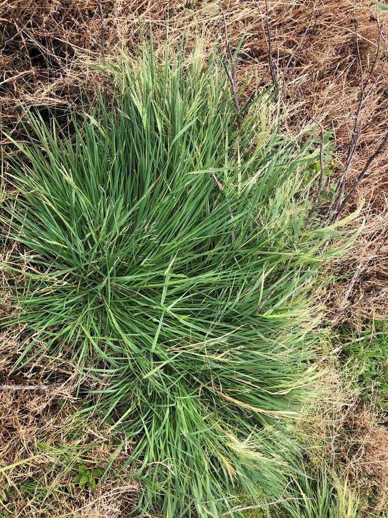 Image of Common Blown Grass