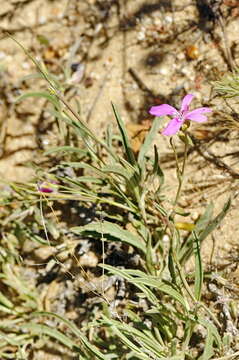 Image of Pelargonium coronopifolium Jacq.