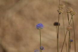 Image de Jasione crispa subsp. sessiliflora (Boiss. & Reut.) Tutin