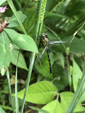 Image of Stylogomphus sigmastylus Cook & Laudermilk 2004