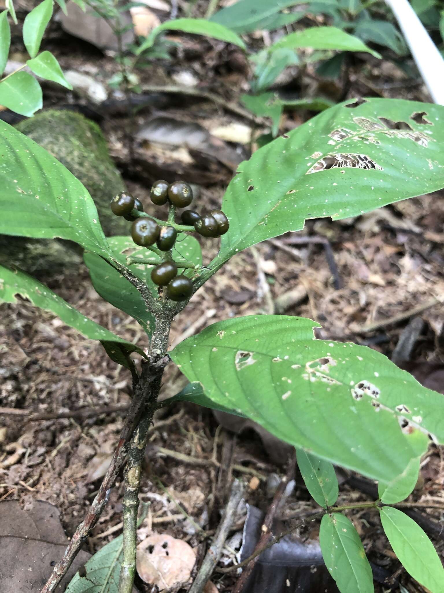 Imagem de Palicourea racemosa (Aubl.) Borhidi