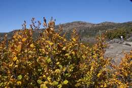 Image of Nothofagus gunnii (Hook. fil.) Oerst.