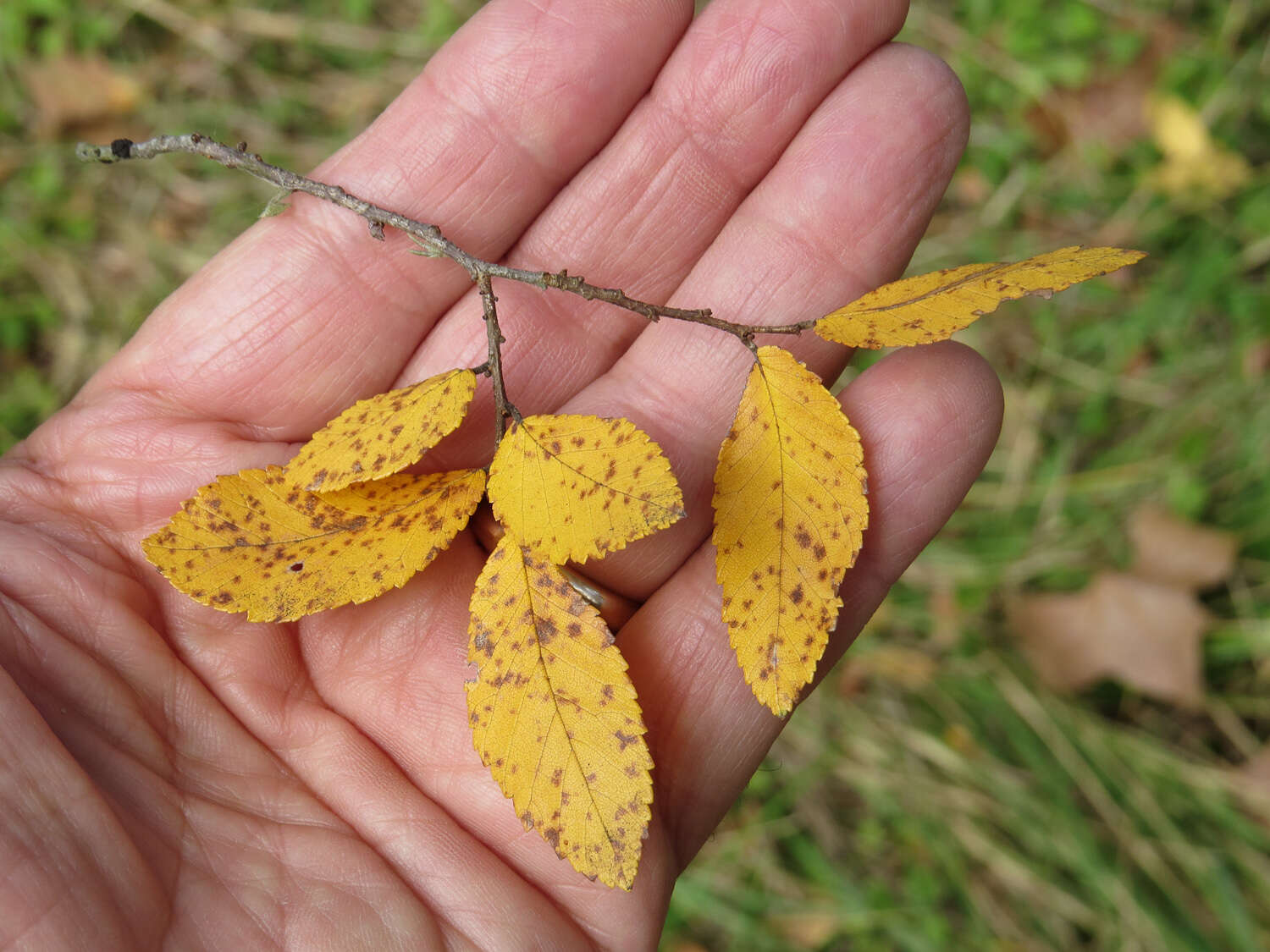 Imagem de Ulmus crassifolia Nutt.