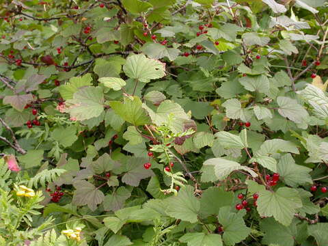 Image of Ribes spicatum subsp. hispidulum (Jancz.) L. Hämet-Ahti