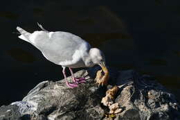 Image of Glaucous-winged Gull