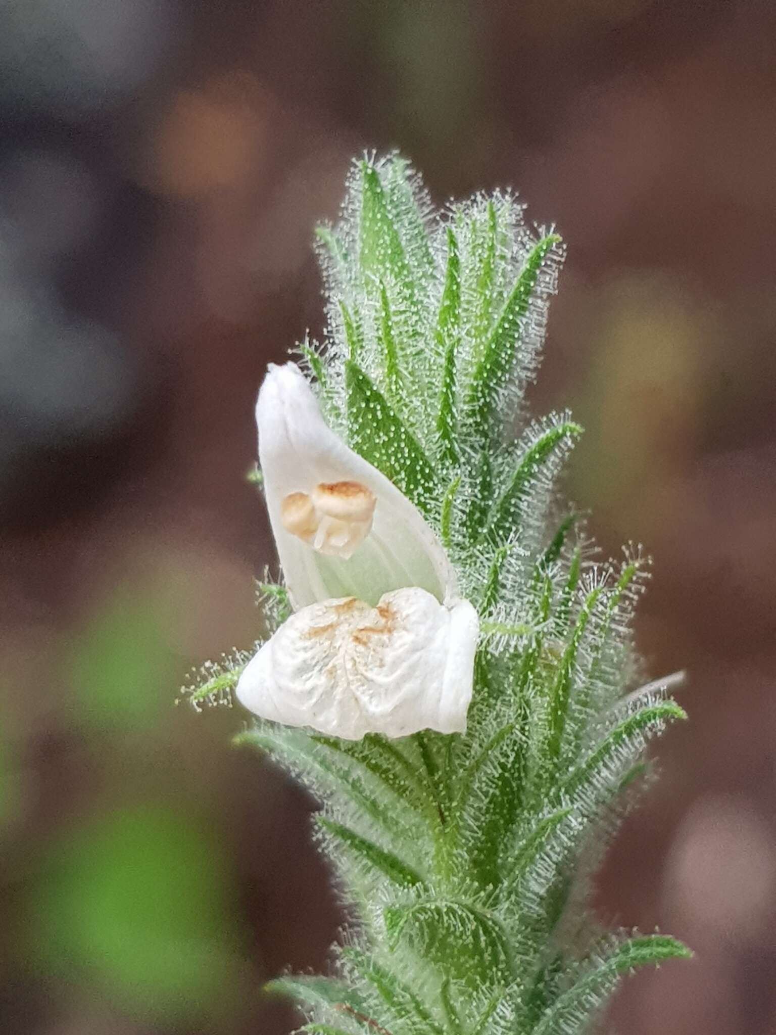 Image of Isoglossa glandulosissima K. Balkwill