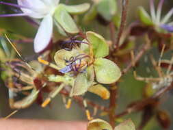 Sivun Hirtella gracilipes (Hook. fil.) Prance kuva