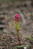 Image of mountain owl's-clover