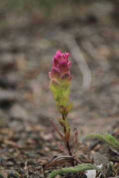 Imagem de Orthocarpus imbricatus Terr. ex S. Wats.