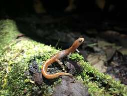 Image of Bolitoglossa peruviana (Boulenger 1883)