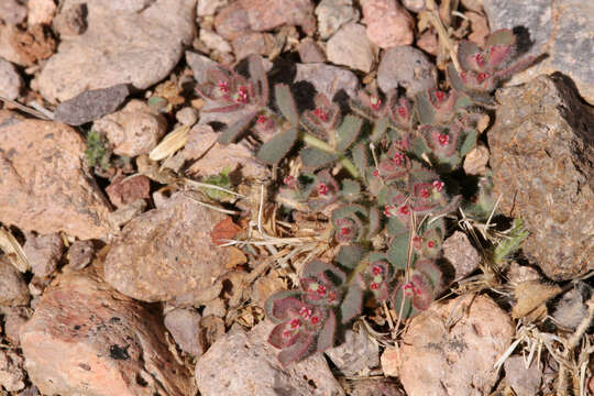 Image of Caliche sandmat