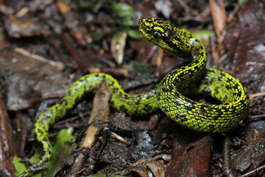 Image of Black-speckled Palm Pit Viper