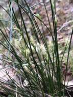 Image of manystem sedge