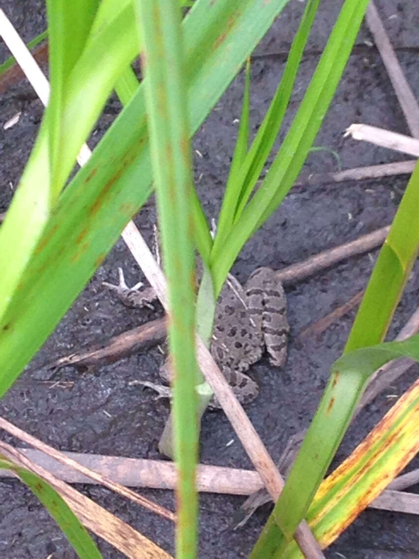 Image of Plains Leopard Frog