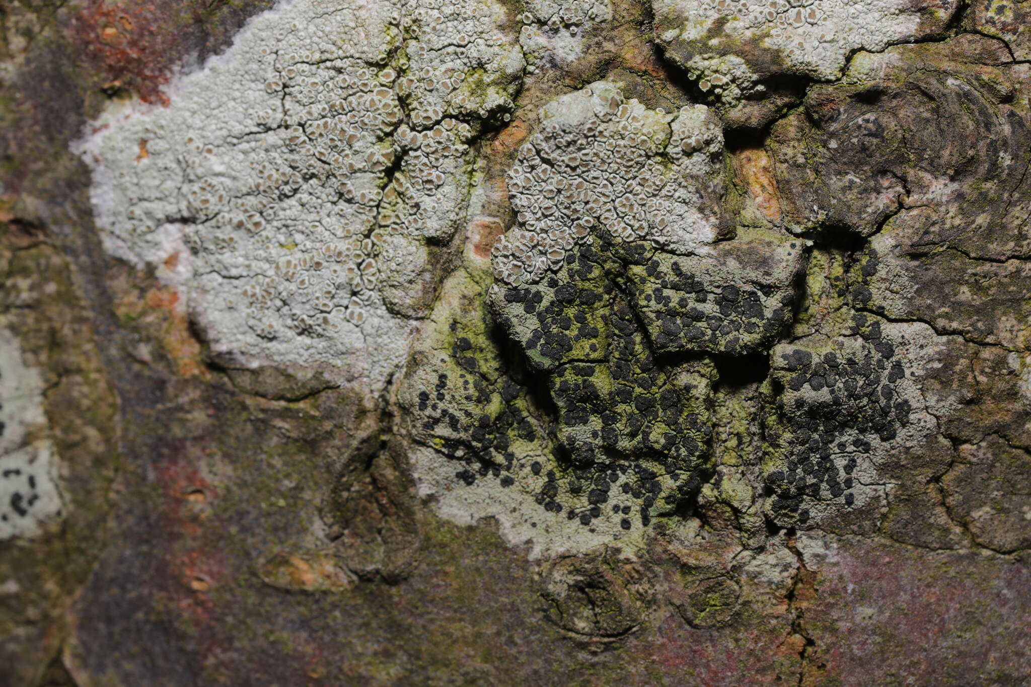 Image of lecidella lichen