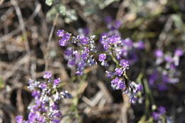 Image de Limonium sareptanum (A. Becker) Gams