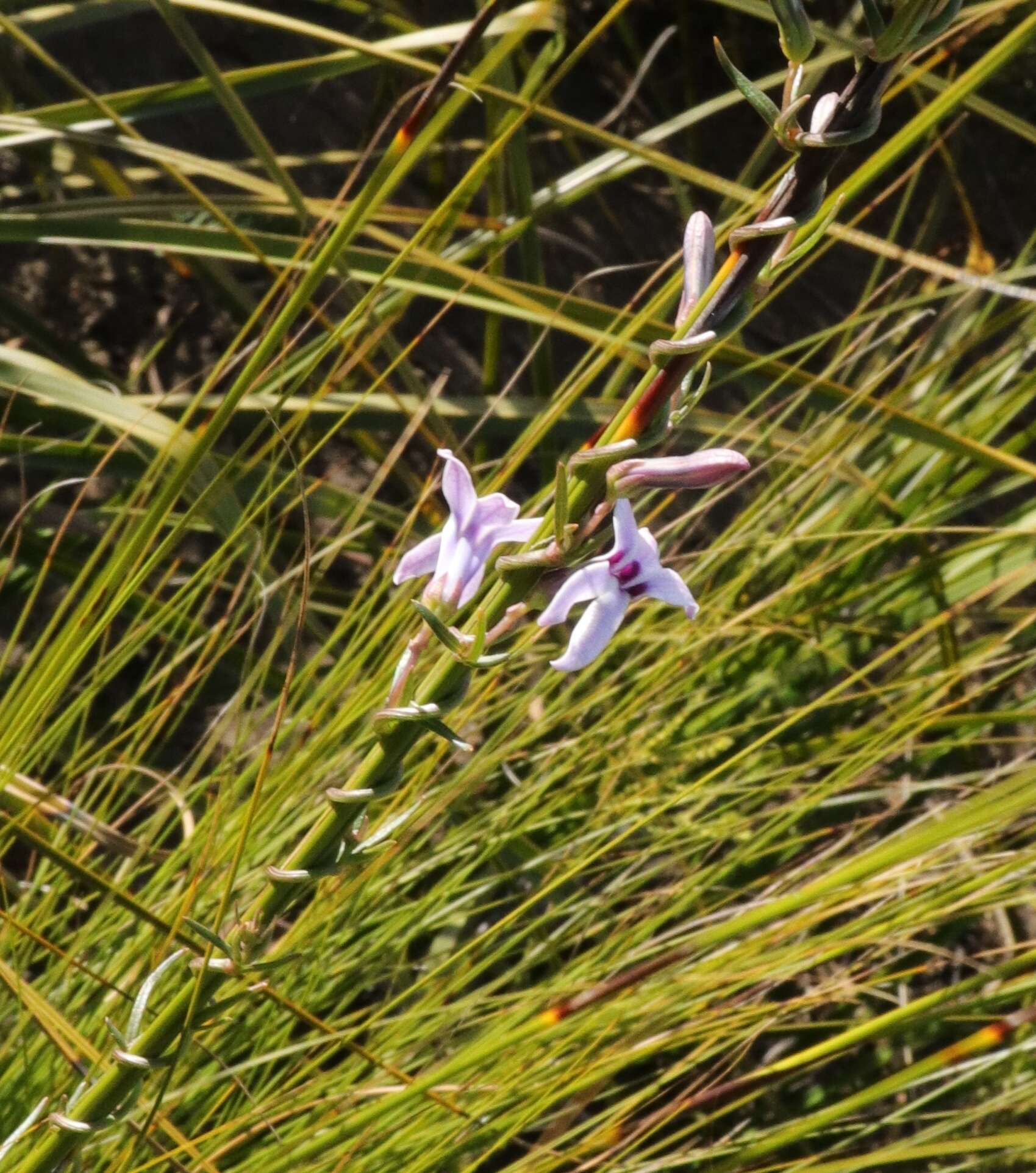 Image of Cyphia sylvatica Eckl. & Zeyh.