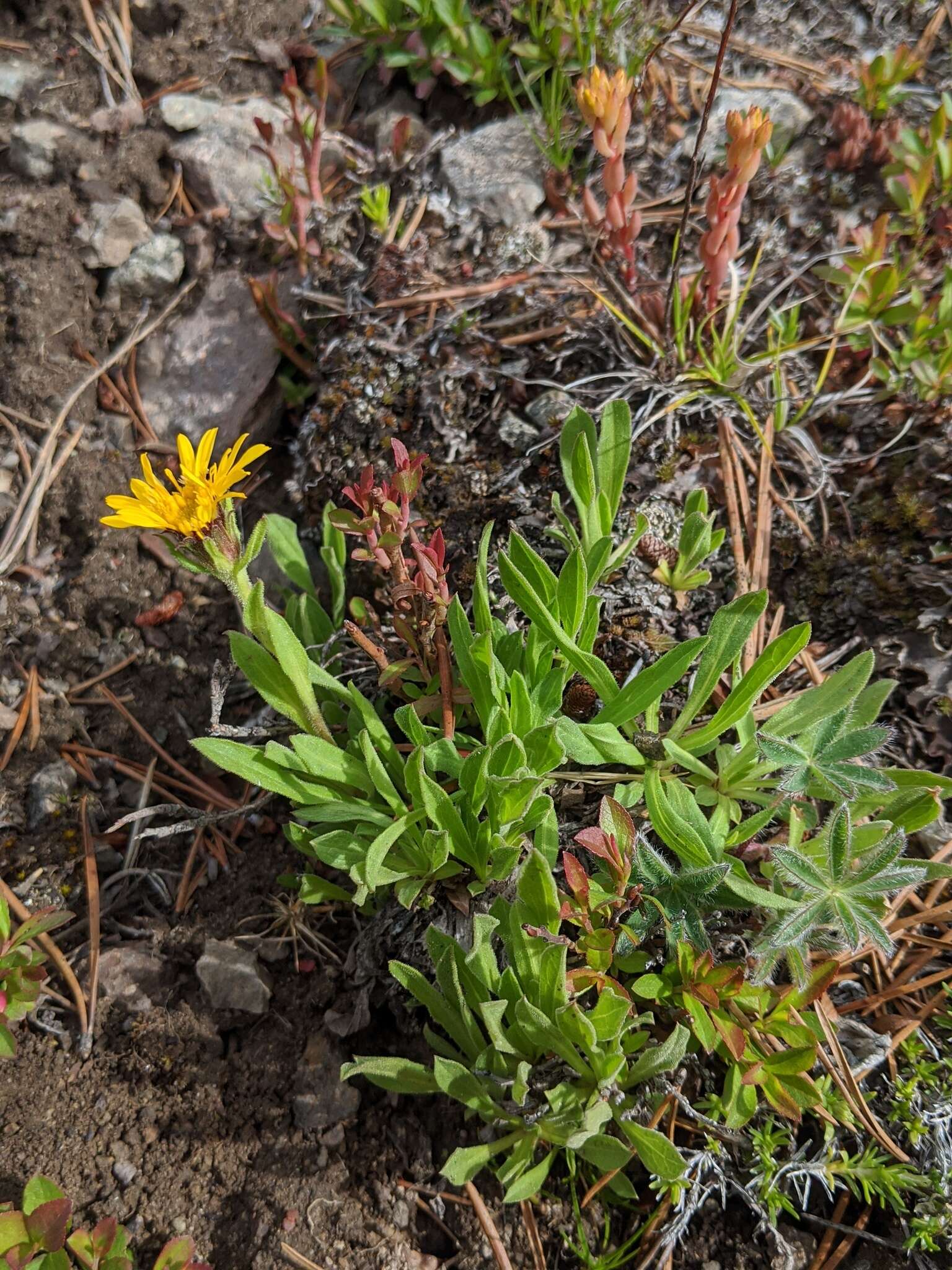 Image of Lyall's goldenweed