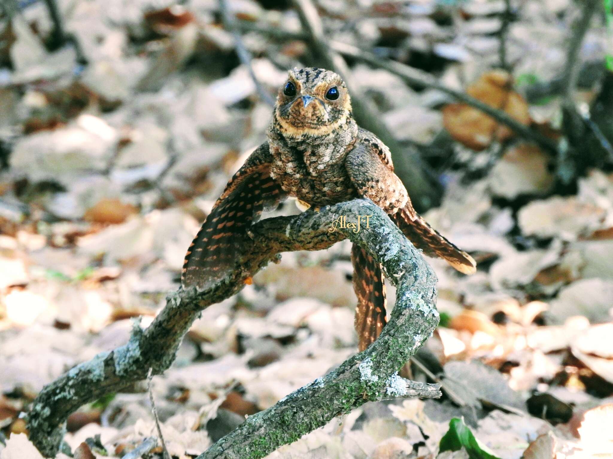 Image of Buff-collared Nightjar