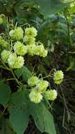 Image de Montanoa hibiscifolia (Benth.) C. Koch