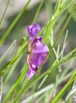 Image of propeller flower