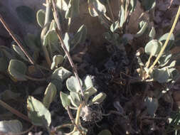 Image of James' buckwheat