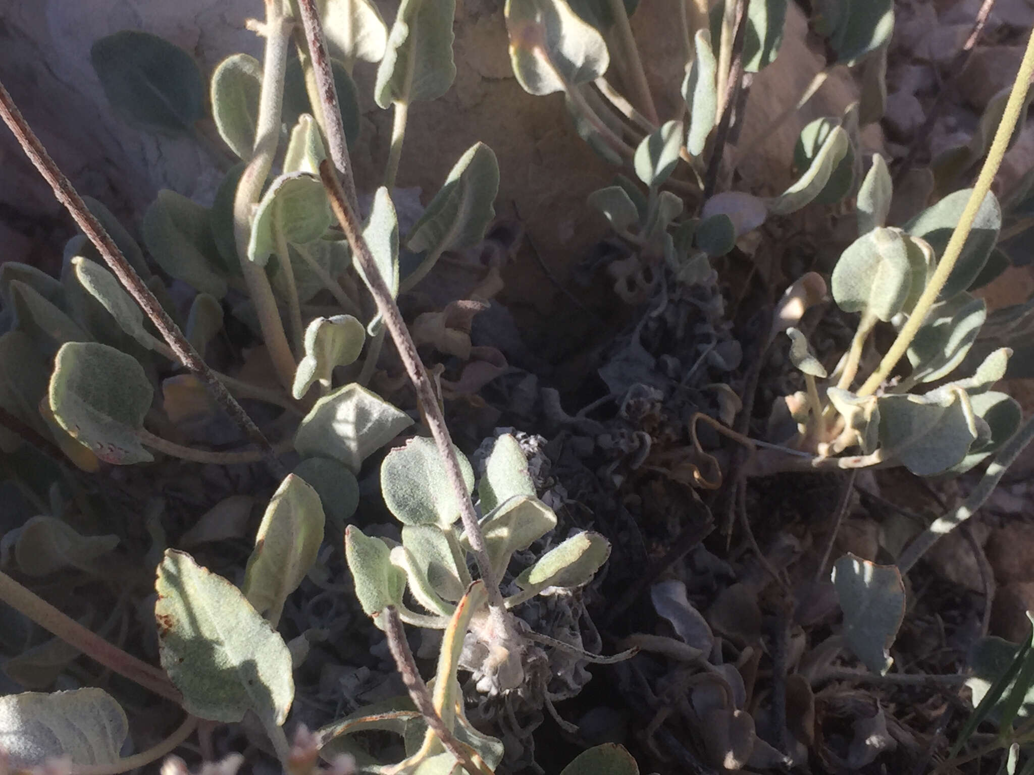 Image of James' buckwheat