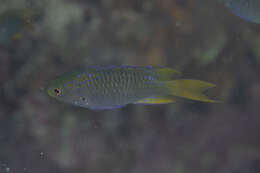 Image of Coral demoiselle