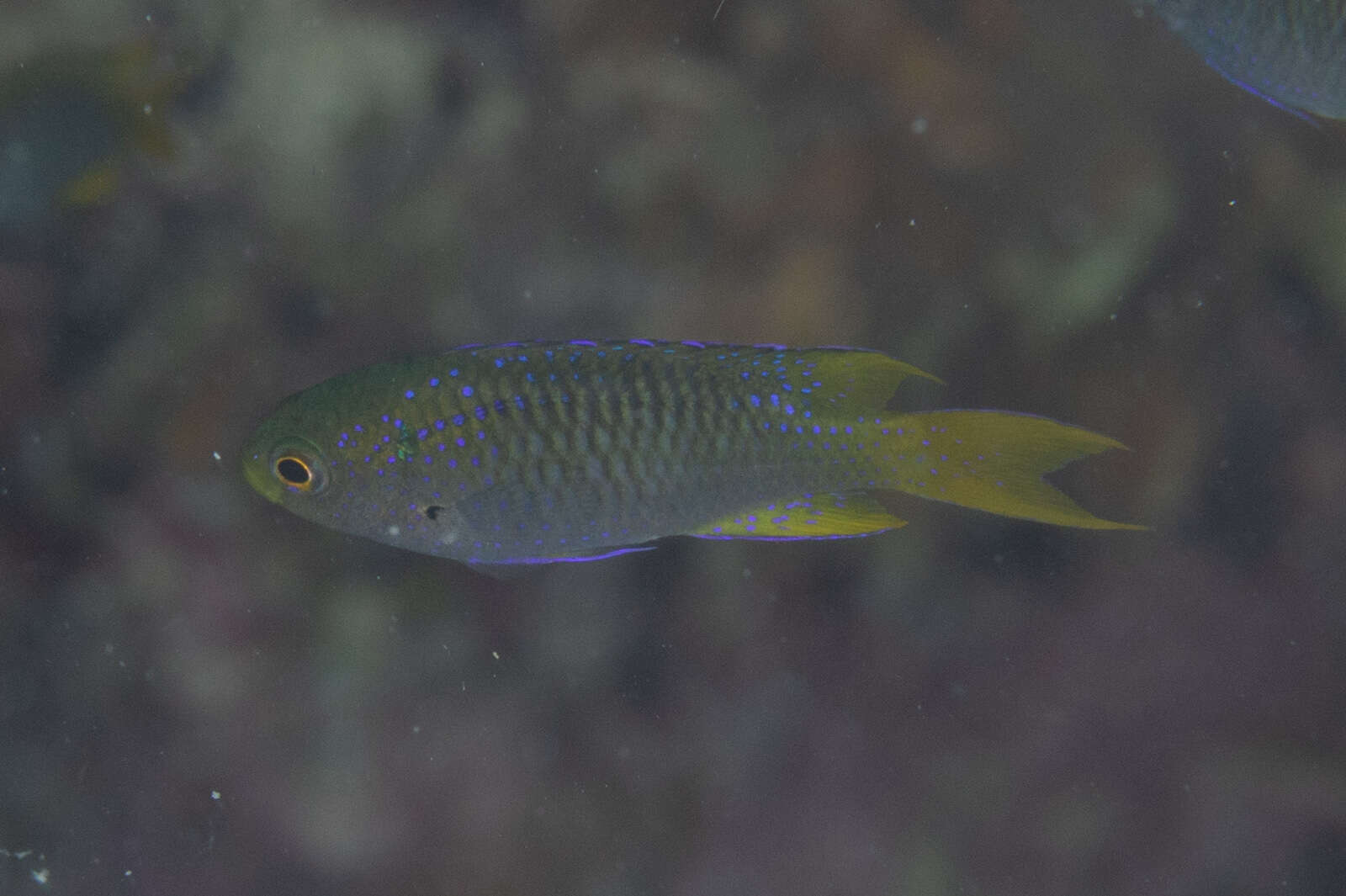 Image of Coral demoiselle