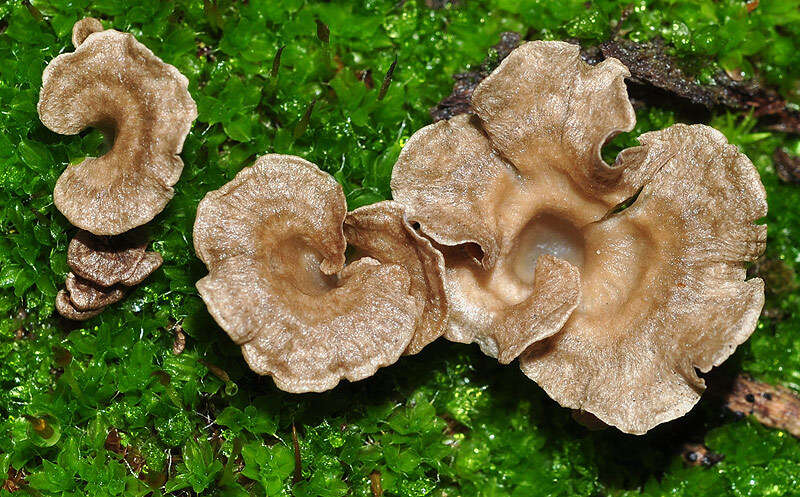 Image de Arrhenia spathulata (Fr.) Redhead 1984