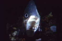 Image of Hutchin&#39;s boarfish