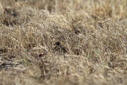 Image of Sumba Buttonquail