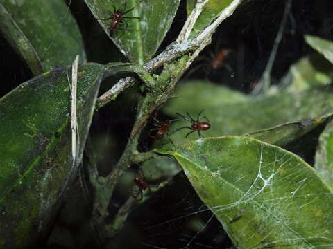 Image of South American social spider