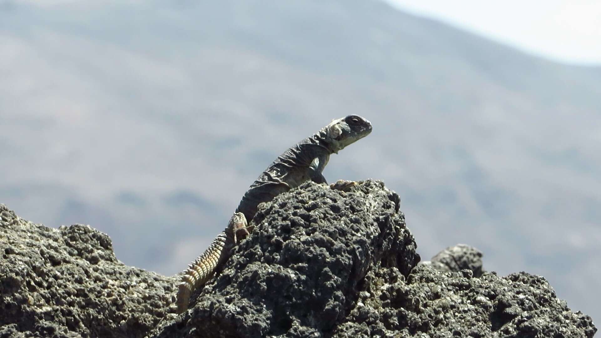 Image of Eyed Dabb Lizard