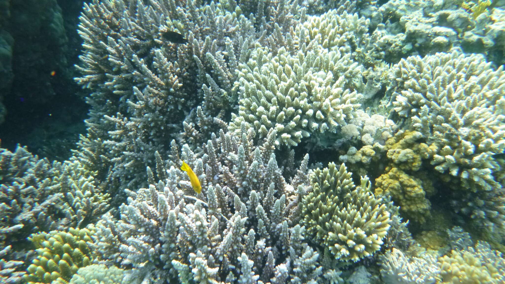 Image of Acropora hemprichii (Ehrenberg 1834)