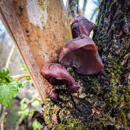 Image of ear fungus