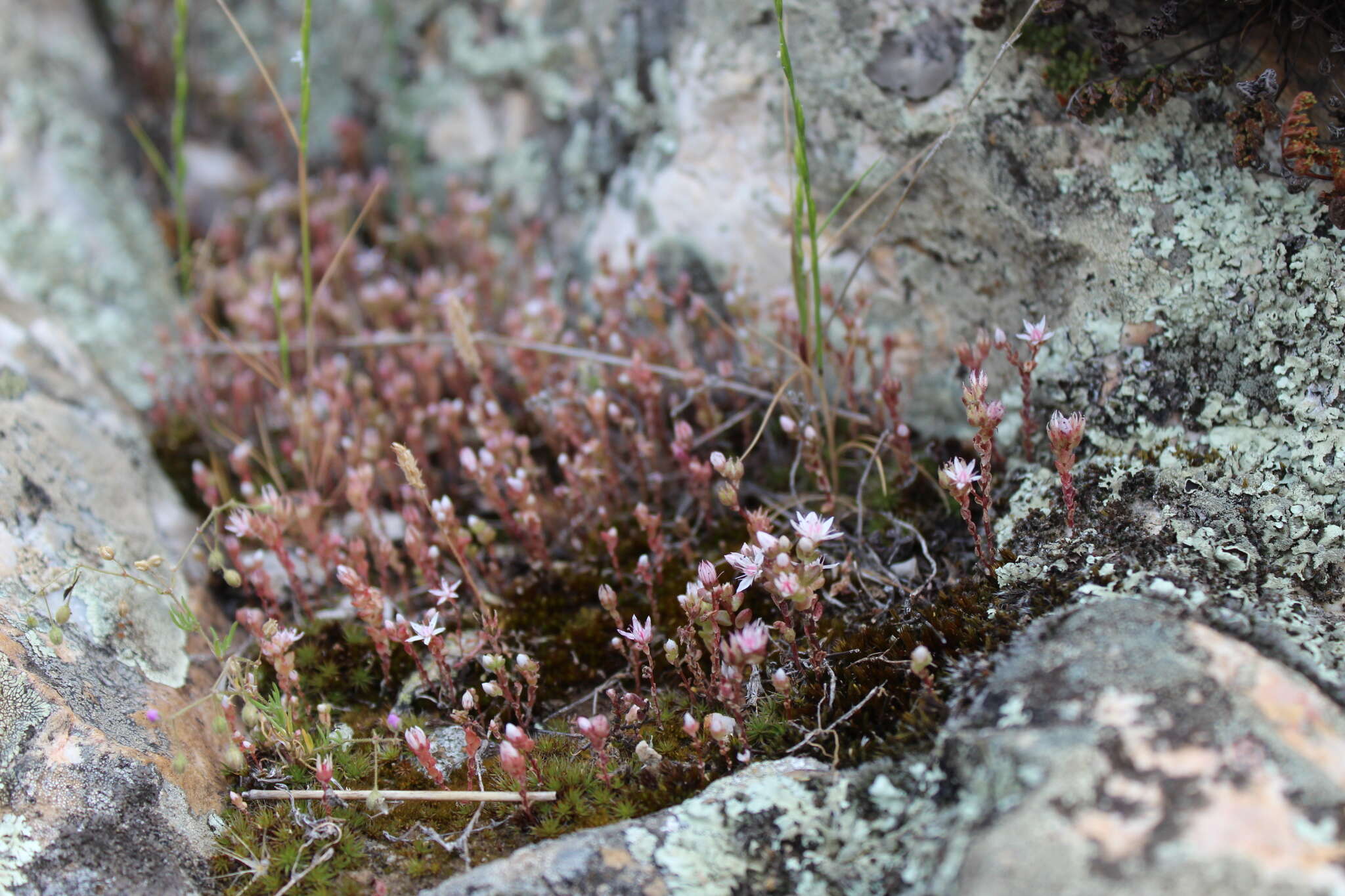 Image of Sedum arenarium Brot.