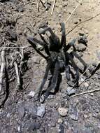 Image of Aphonopelma gabeli Smith 1995