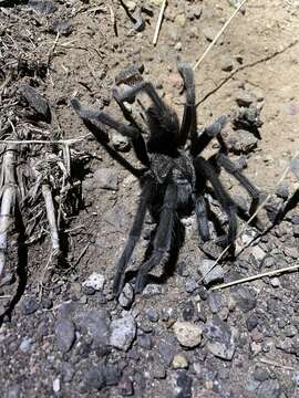 Image of Aphonopelma gabeli Smith 1995