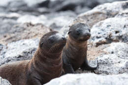 Image de Arctocéphale des Galapagos