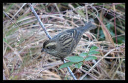 Image of Pink-browed Rosefinch