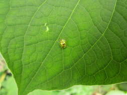 Image of Charidotella (Charidotella) succinea (Boheman 1855)