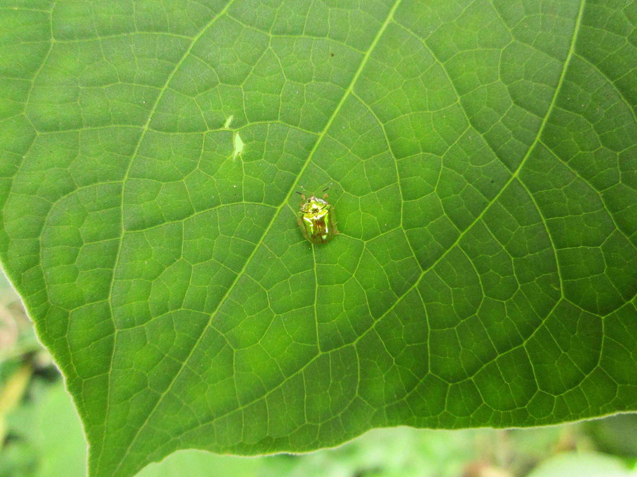 Image of Charidotella (Charidotella) succinea (Boheman 1855)