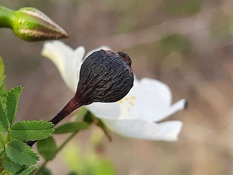 Image of Scots Rose