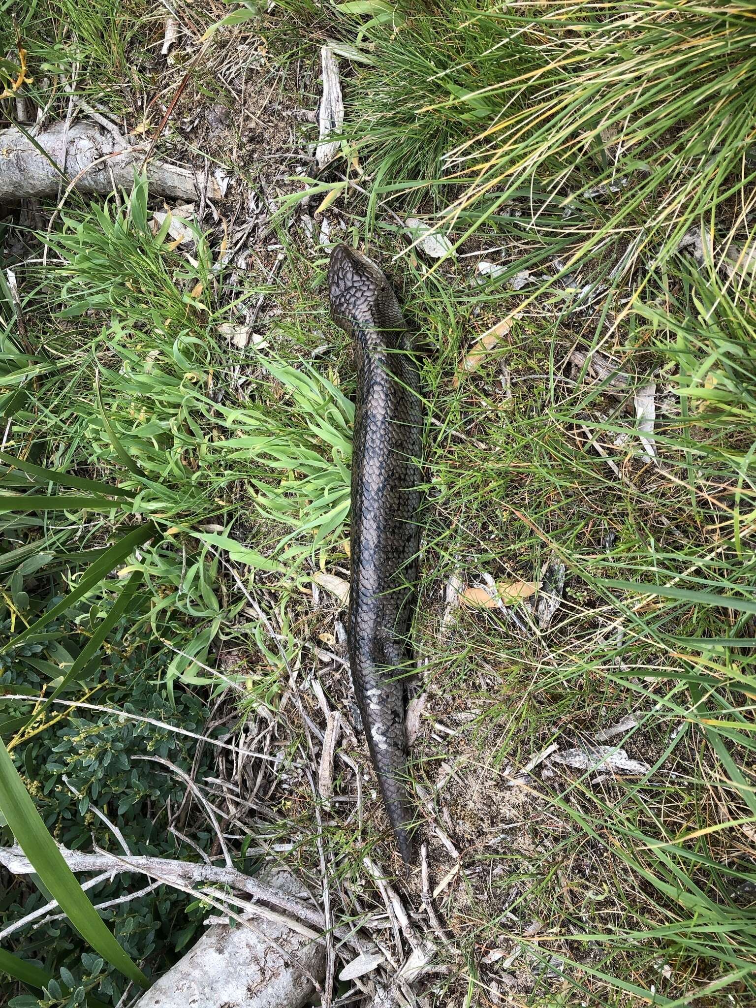 Image of Blotched blue-tongued lizard