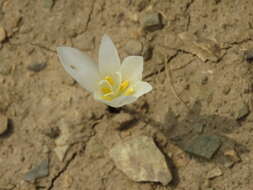 Image de Colchicum kotschyi Boiss.