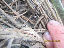 صورة Latrodectus katipo Powell 1871