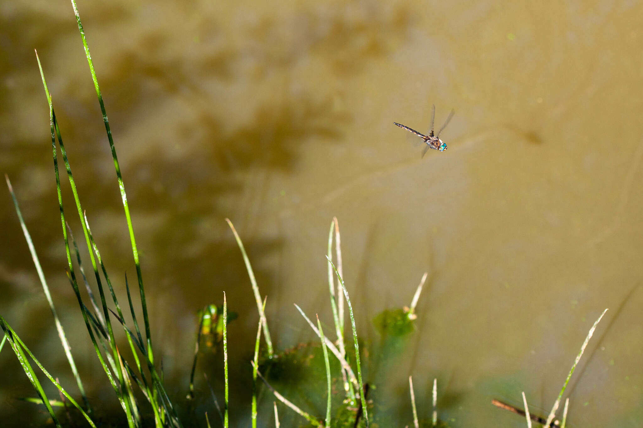 Image of Common Baskettail