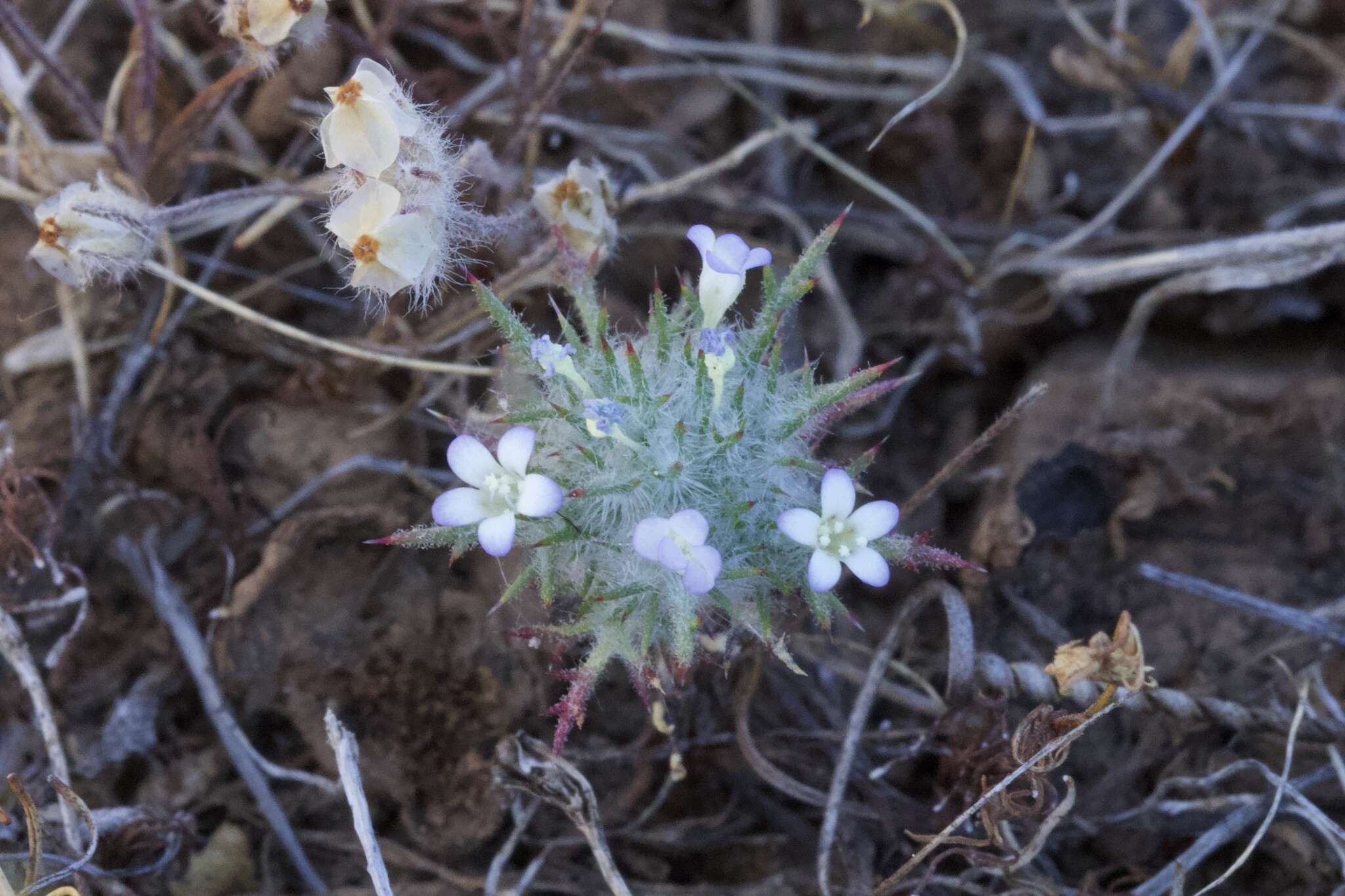 Image of Tehama pincushionplant