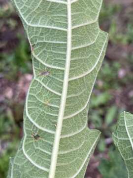 Image of Fig mosaic emaravirus